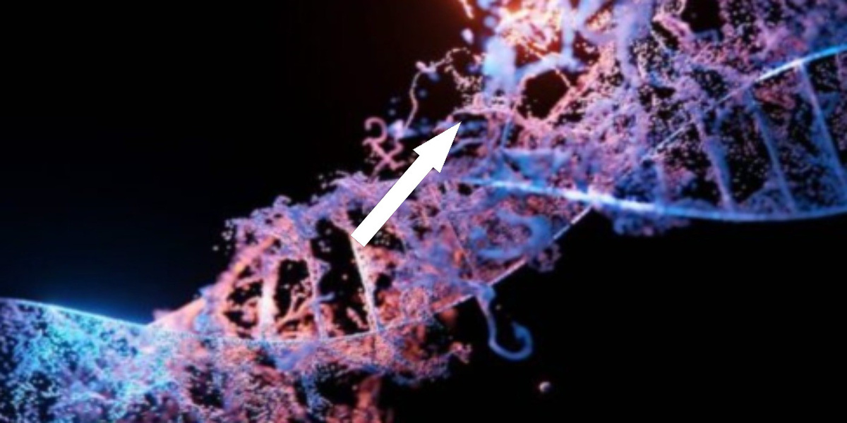    Древняя ДНК раскрывает тайны народов Сахары