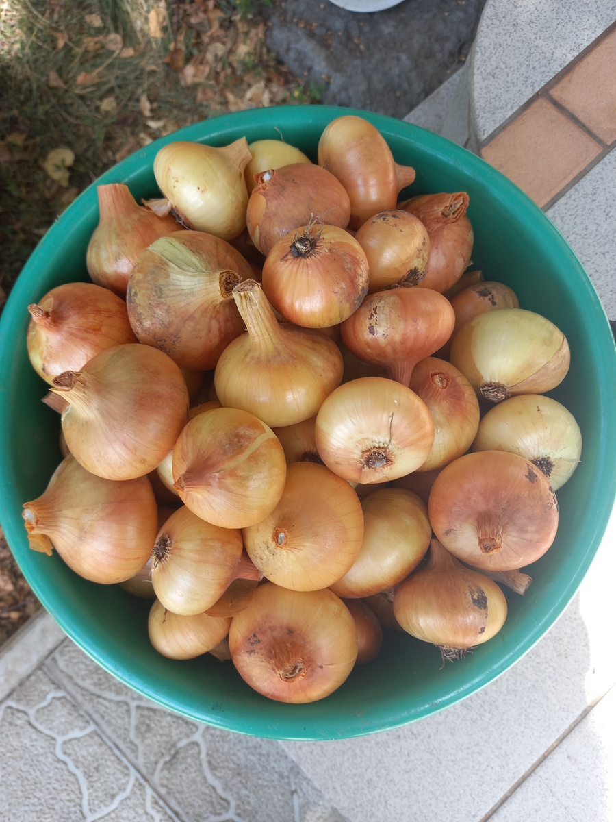 Люблю свой репчатый лучок - сладкий и тонкий