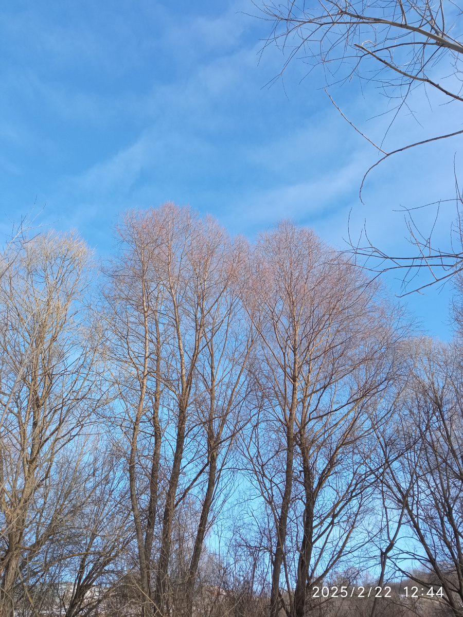 Фото автора, деревья на фоне неба