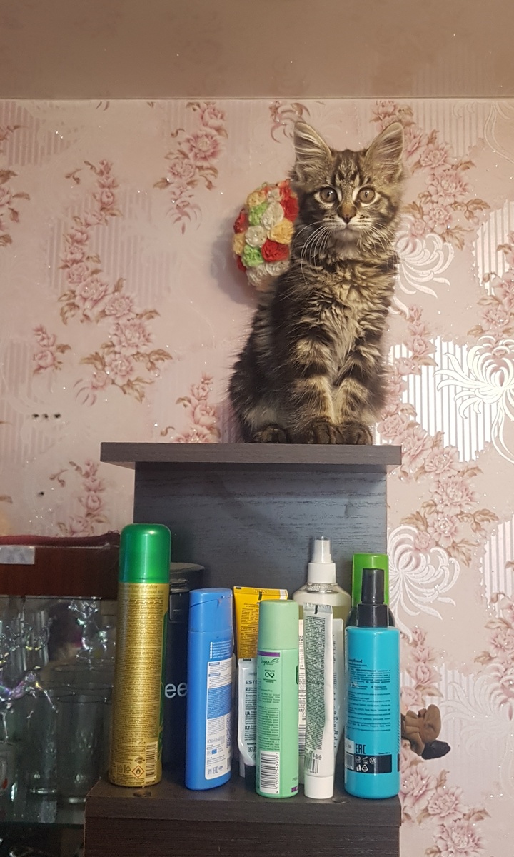 Чаре 3 месяца. Лучшая ваза