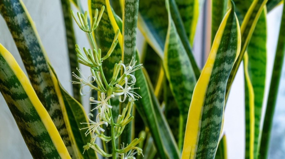 Фото: Яндекс Картинки