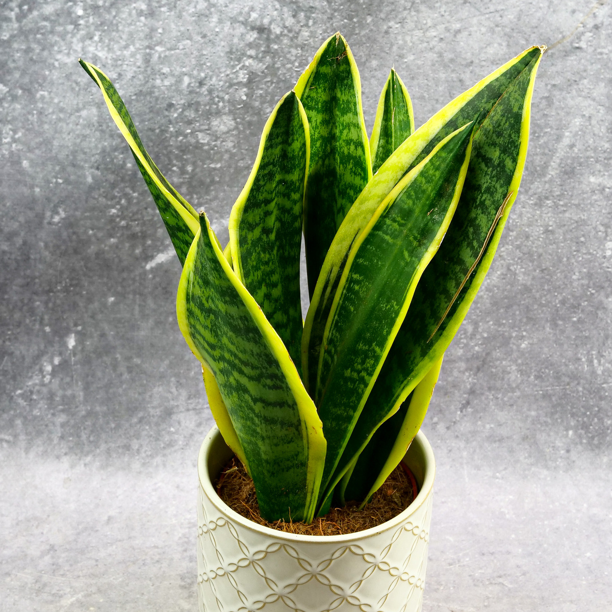 Фото: Яндекс Картинки