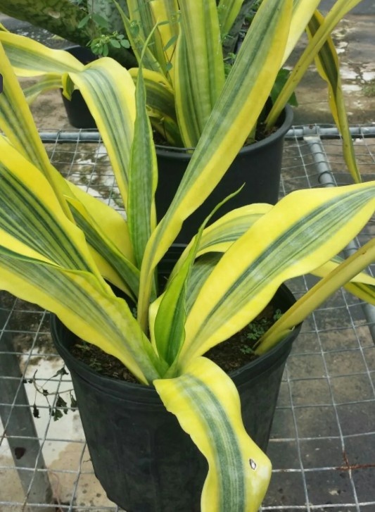 Фото Яндекс Картинки - Сансеверия Craigii