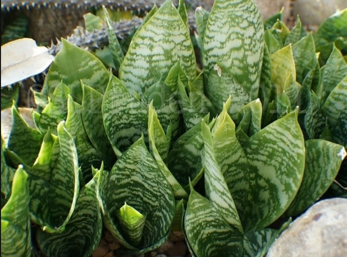 Фото: Яндекс Картинки