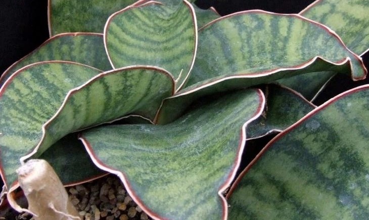 Фото: Яндекс Канинки