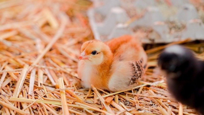      Фото: СтГАУ