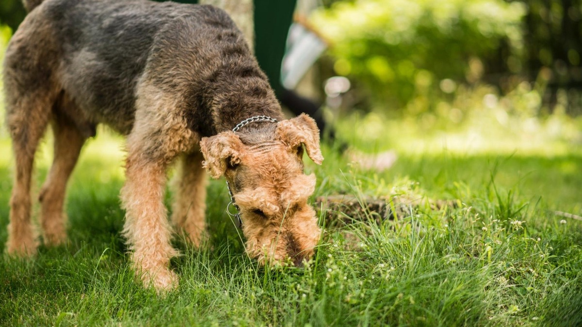    При пикацизме собака может есть не только камни, но и палки, вещи хозяев