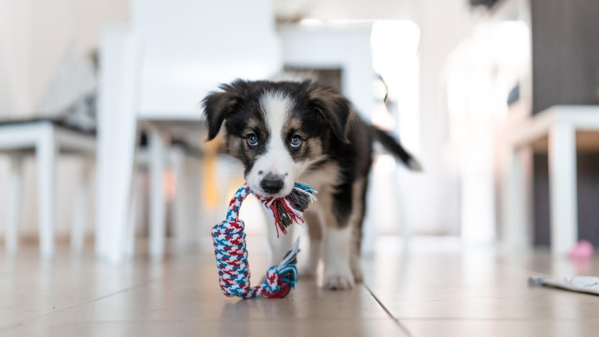    Отучить собаку есть камни поможет отвлечение на новые игрушки и головоломки