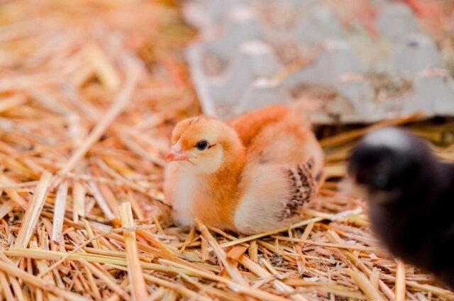    Фото: Пресс-служба СТГАУ/ Елизавета Федирко