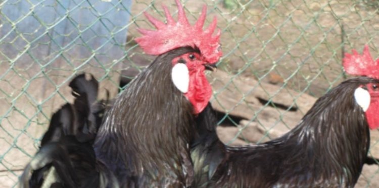    Куры барбезье