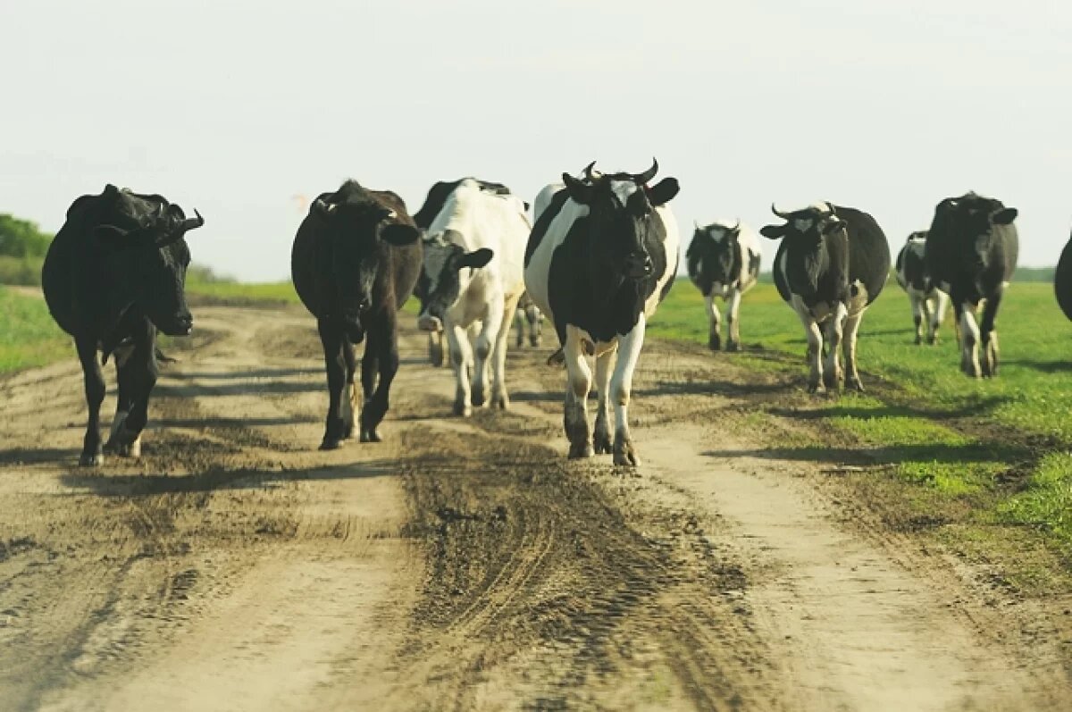    На Кубани должник пытался спрятаться от приставов среди стада коров