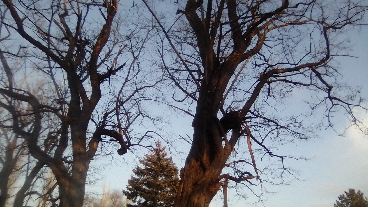 Мороз усиливается, небо проясняется.