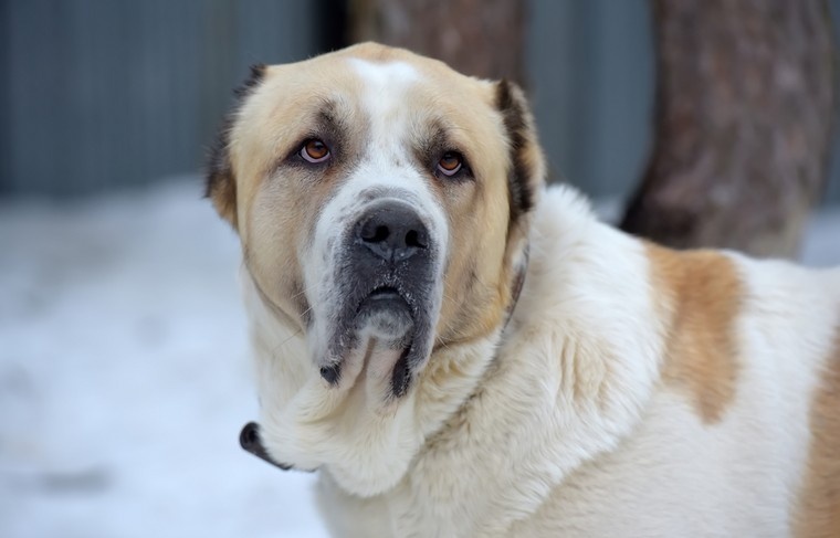    Shutterstock/FOTODOM