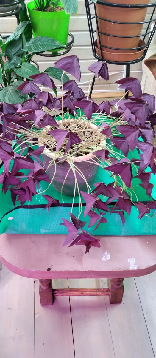 Семейное счастье