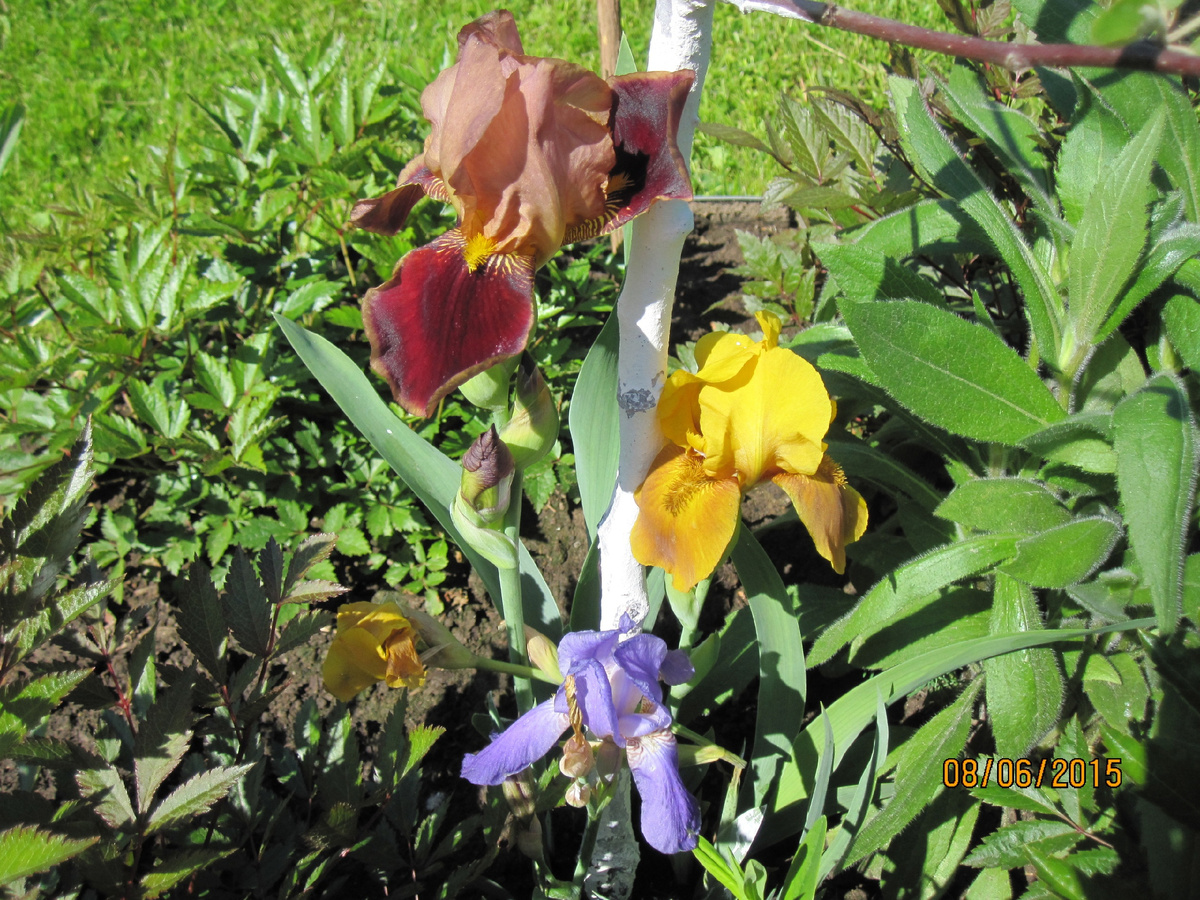 Ирисы в нашем саду, нечаянные остатки 2015 года. Фото автора@Маша Генералова