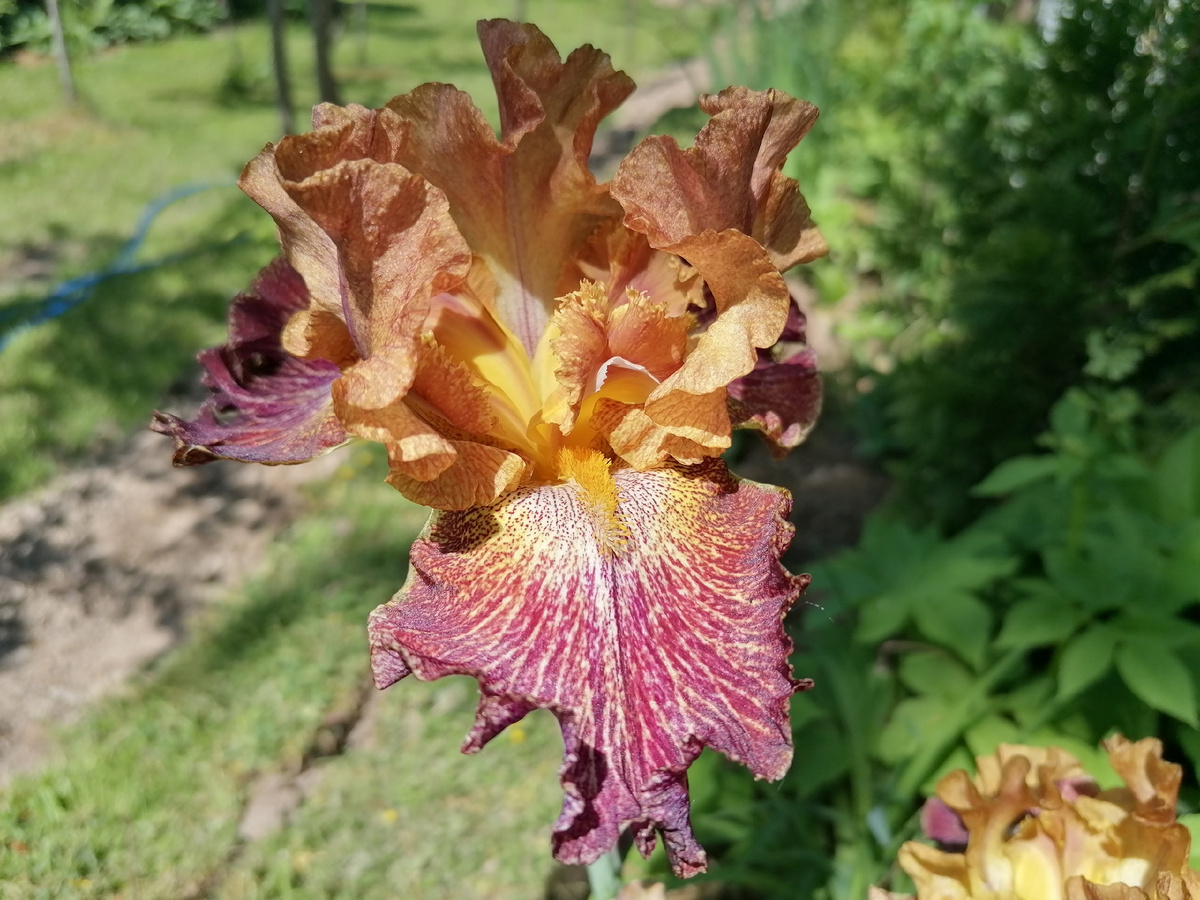 Ирис бородатый сорта 'Эдгар По' (Edgar Poe) в нашем саду на даче. Фото автора@Маша Генералова