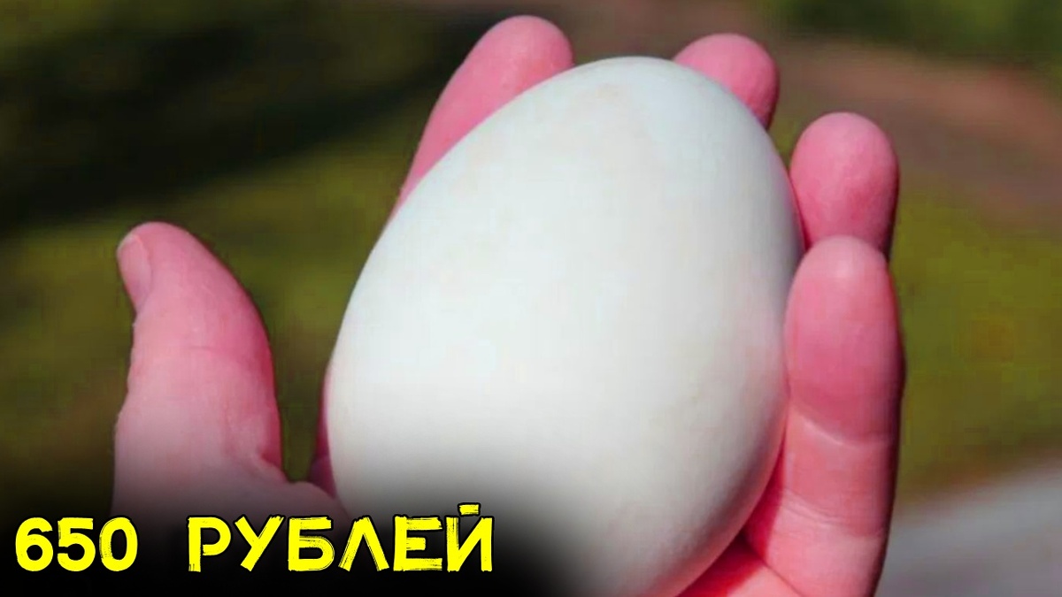 Гусиное яйцо