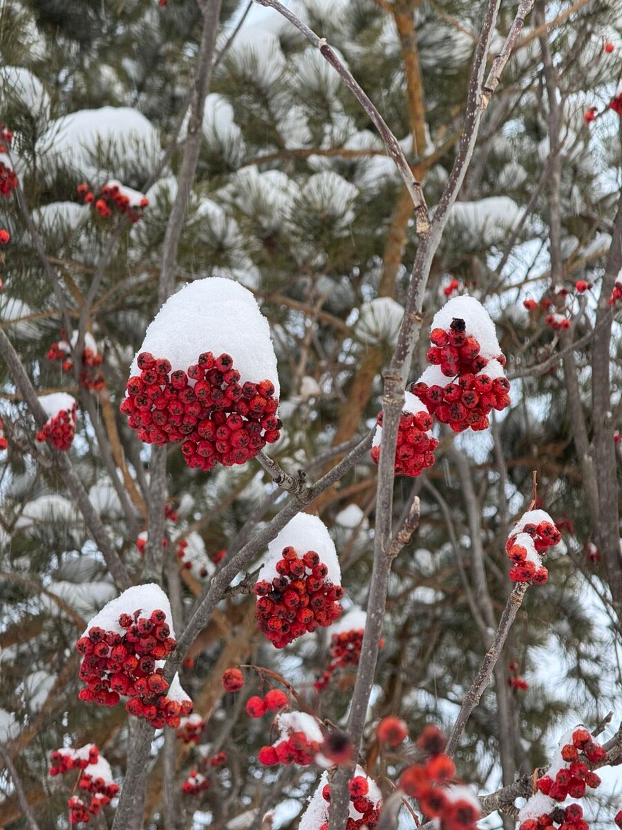 Рябина с Урала