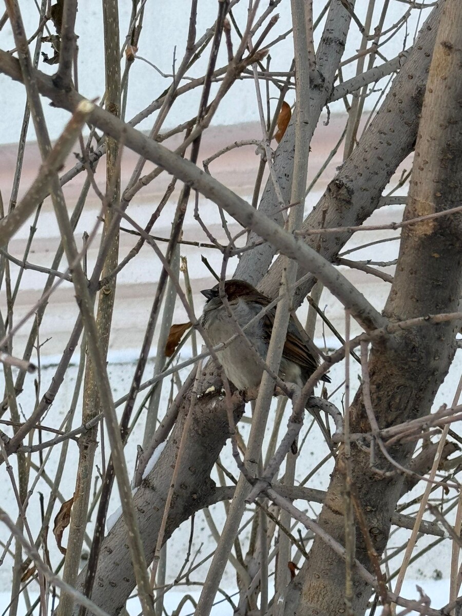 Уральский суровый воробей