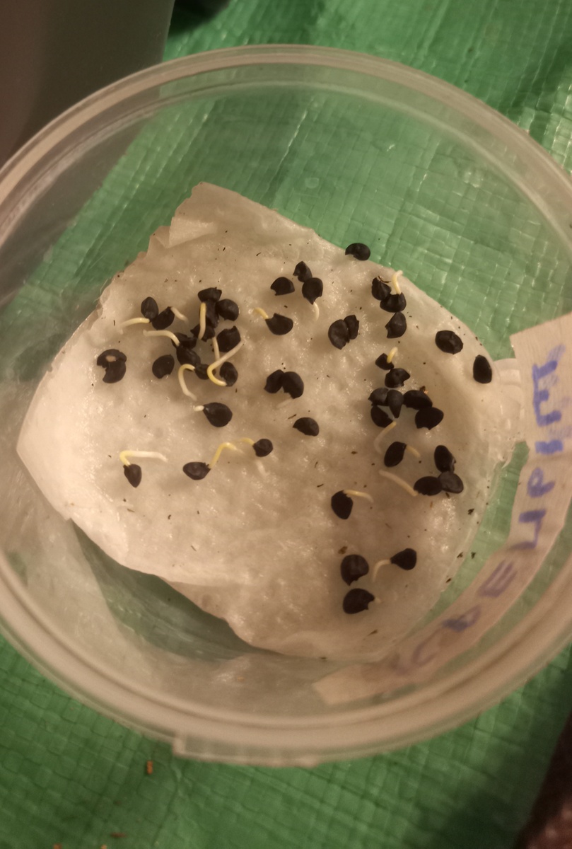 Корешки пустили примерно половина, ждём остальных