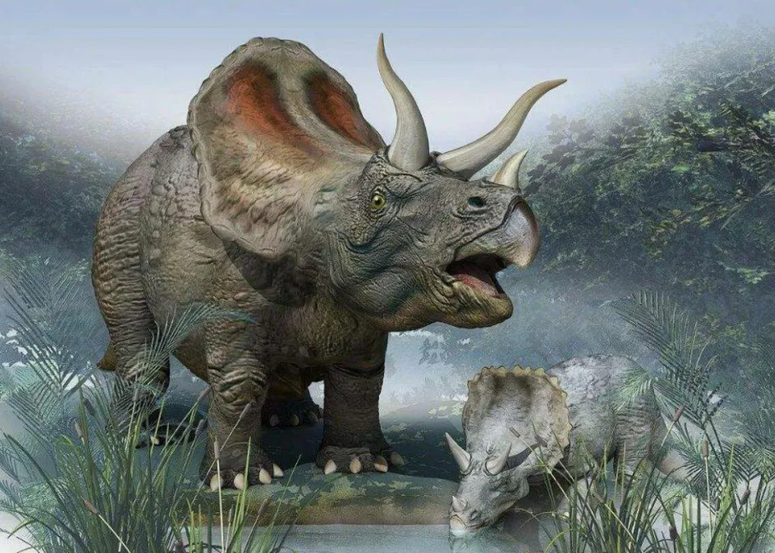 Трицератопс был настоящим «танком» среди динозавров. Его главной отличительной чертой были три мощных рога: два длинных над глазами и один короткий на носу. Они служили как для защиты от хищников (например, тираннозавра), так и для демонстрации силы в борьбе за лидерство в стаде. Дополнительно у трицератопса был большой костяной воротник, который, вероятно, использовался для защиты и привлечения партнёров.