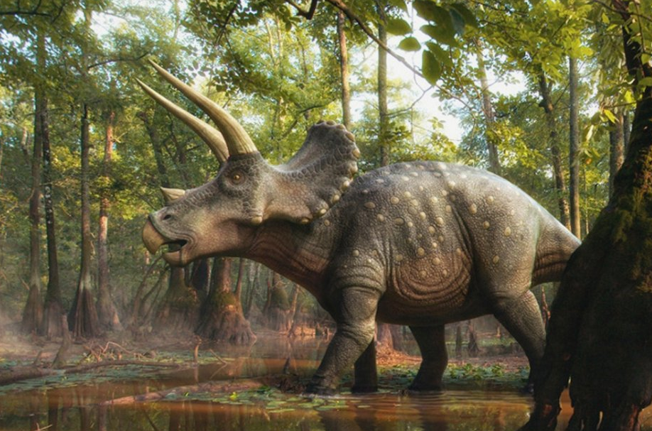 Этот динозавр обладал одной из самых мощных «жевательных машин» своего времени. Его зубы были сгруппированы в плотно сжатые ряды, образующие режущие поверхности, напоминающие ножницы. Они позволяли эффективно перемалывать жесткую растительность. В отличие от большинства динозавров, зубы трицератопса постоянно обновлялись, что делало его идеальной машиной для поедания растений.