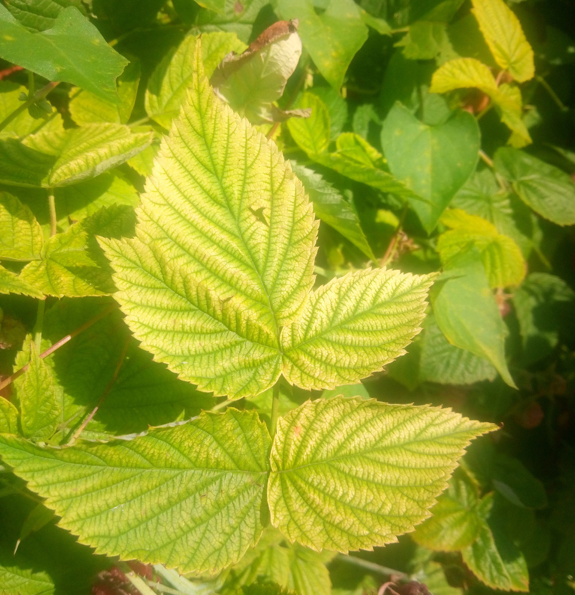 Здесь у малины нехватка магния. 