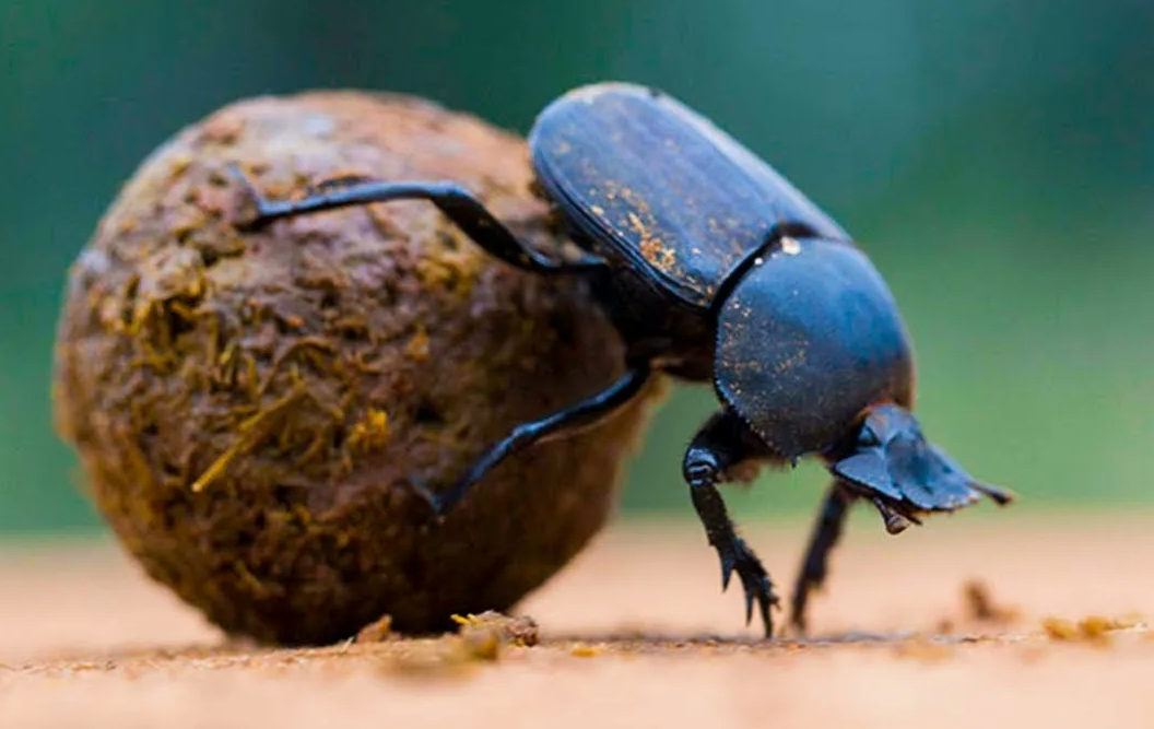 Навозные жуки — одни из немногих существ на Земле, которые ориентируются по звёздам, а именно по Млечному Пути!

Исследования показали, что ночью жуки-скарабеи не просто катят свои навозные шары куда попало — они выбирают прямолинейный путь, ориентируясь на небесные объекты. Даже если учёные закрывают им обзор на Луну и яркие звёзды, жуки всё равно продолжают двигаться ровно — потому что видят полоску света от Млечного Пути.

Этот феномен был подтверждён в 2013 году с помощью экспериментов, в которых жуки демонстрировали устойчивую навигацию под ночным небом, но теряли ориентацию в планетарии, когда им «выключали» Млечный Путь.