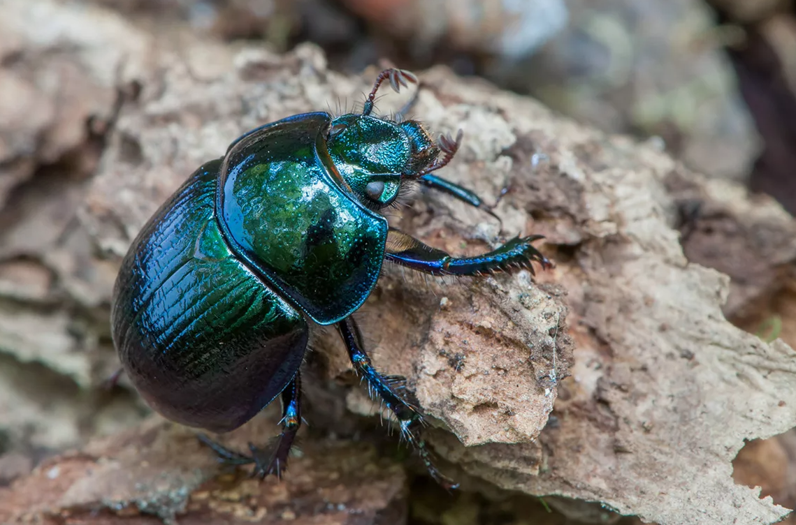 Жук навозник обыкновенный