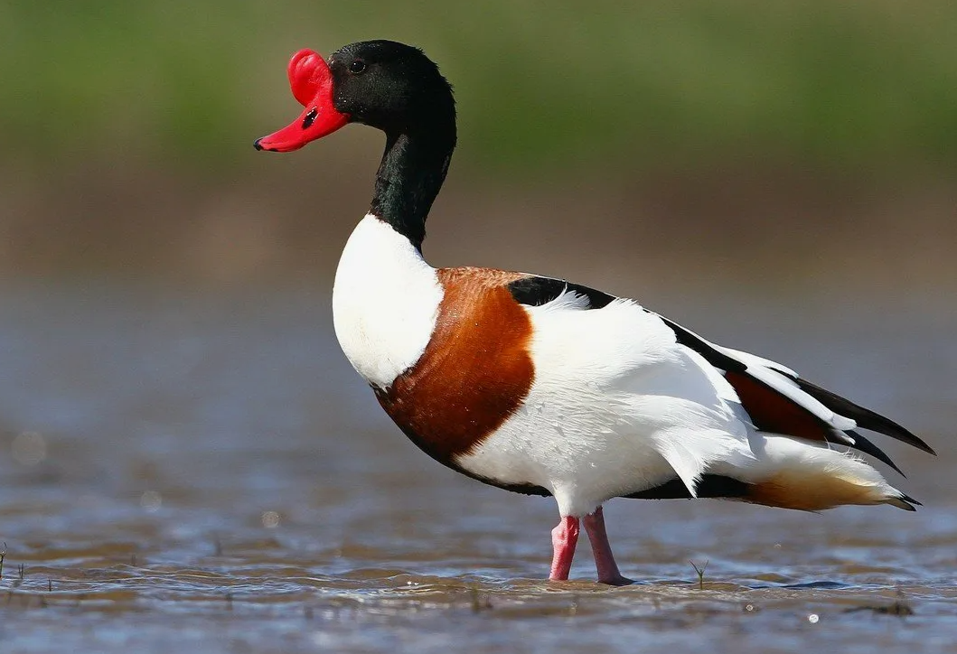 Хохлатая пеганка