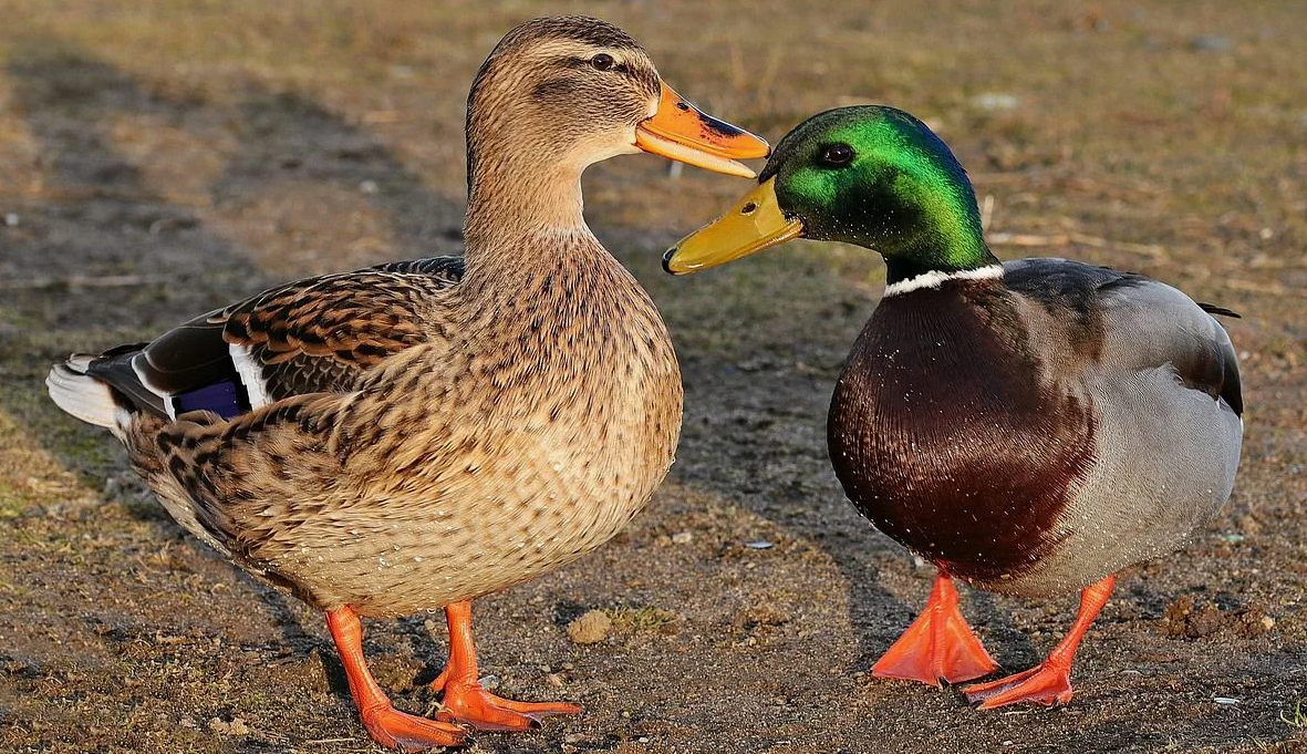 Самка и самец кряквы