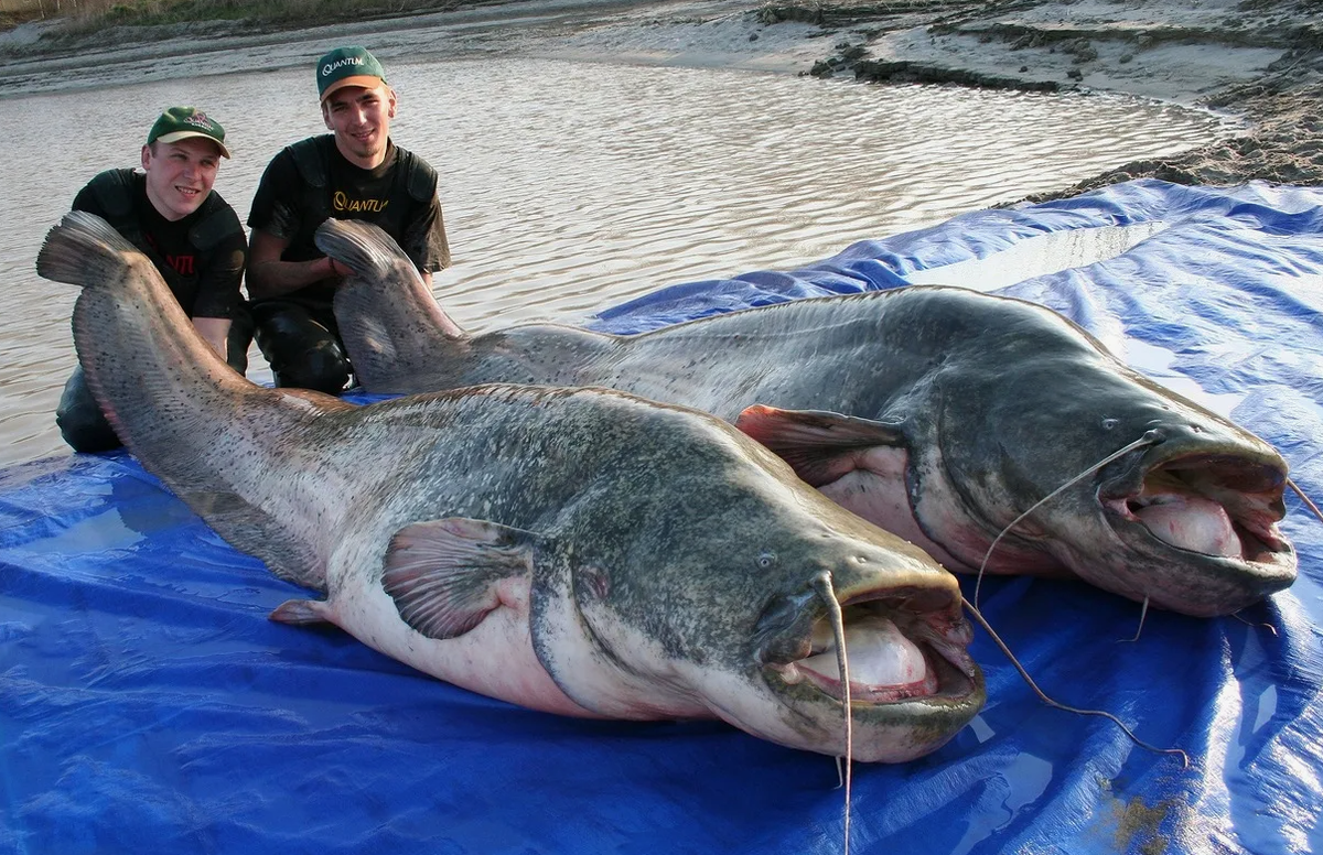 Один из самых необычных фактов о сомах — их способность издавать звуки. Эти рыбы могут «разговаривать» друг с другом, используя особые звуки, напоминающие скрип, урчание или постукивание. Некоторые сомы производят их, трущимися костями плавников о суставы, а другие — с помощью специальной плавательного пузыря, который служит своего рода барабаном. Эти звуки используются для общения, отпугивания врагов и даже привлечения партнёра. Такой своеобразный «подводный язык» делает сомов одними из самых «разговорчивых» рыб!
