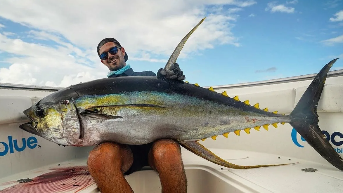 Желтопёрый тунец