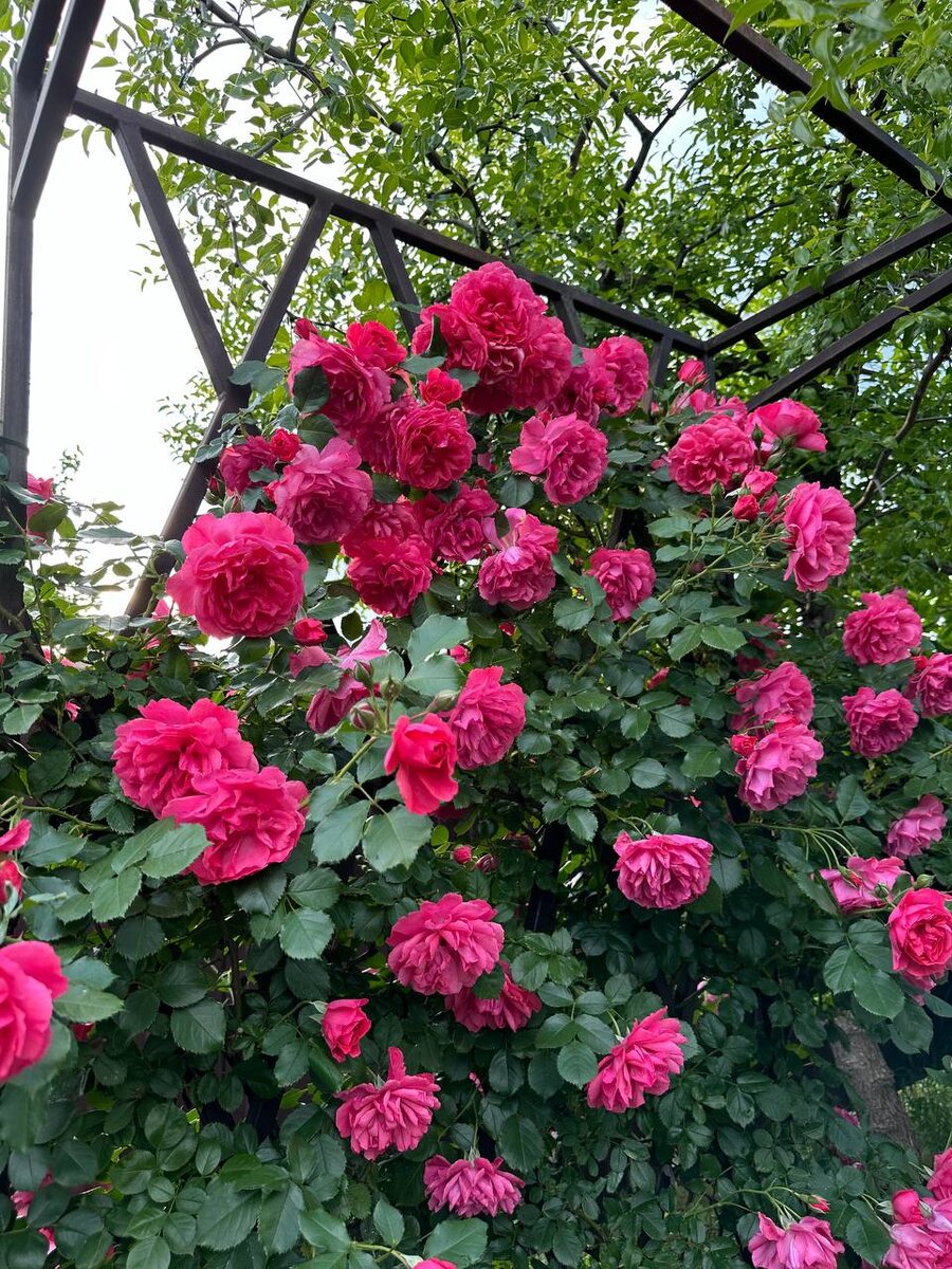 Розариум Ютерсен на широкой арке 1 м