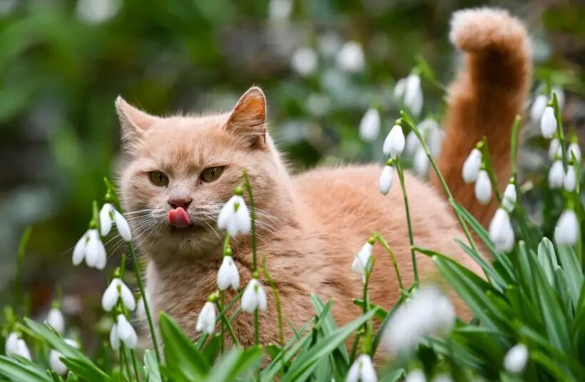 День кошек: какого числа в России и мире, история, традиции и приметы  © РИА Новости. Константин Михальчевский