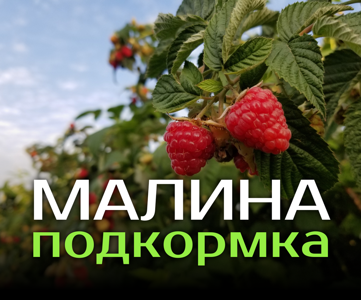 Чем весной подкормить малину?