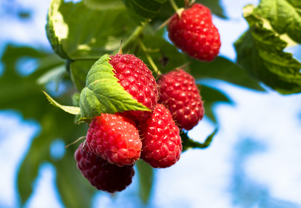 Первая весенняя подкормка малины для богатого урожая