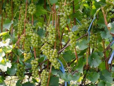 Виноград Бьянка.