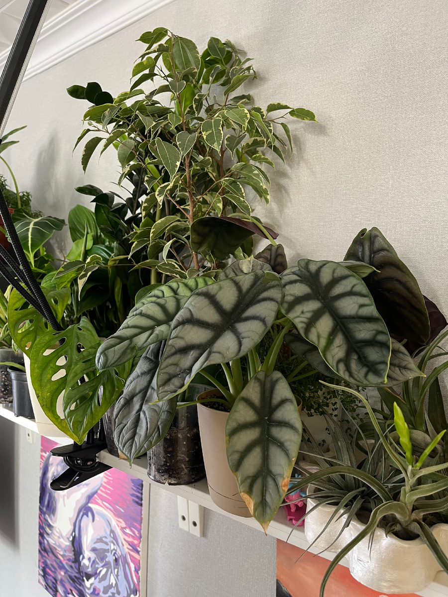 Полка в глубине комнаты без досветки. В таком случае сделать досветку или переставить на окно