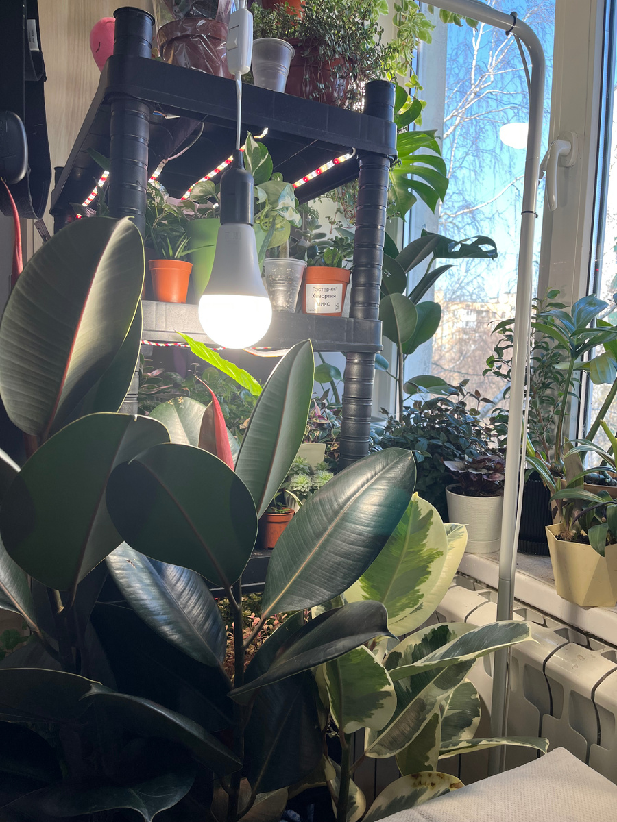 Северное окно, но есть досветка