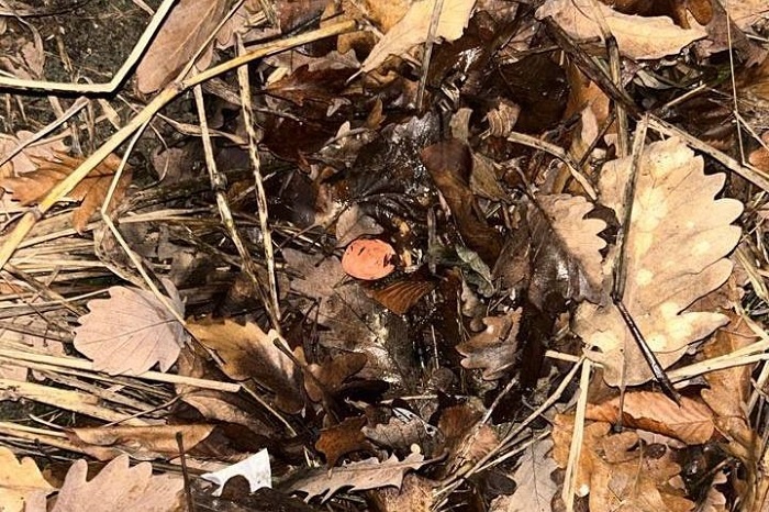 Фото и видео: t.me/police_sochi