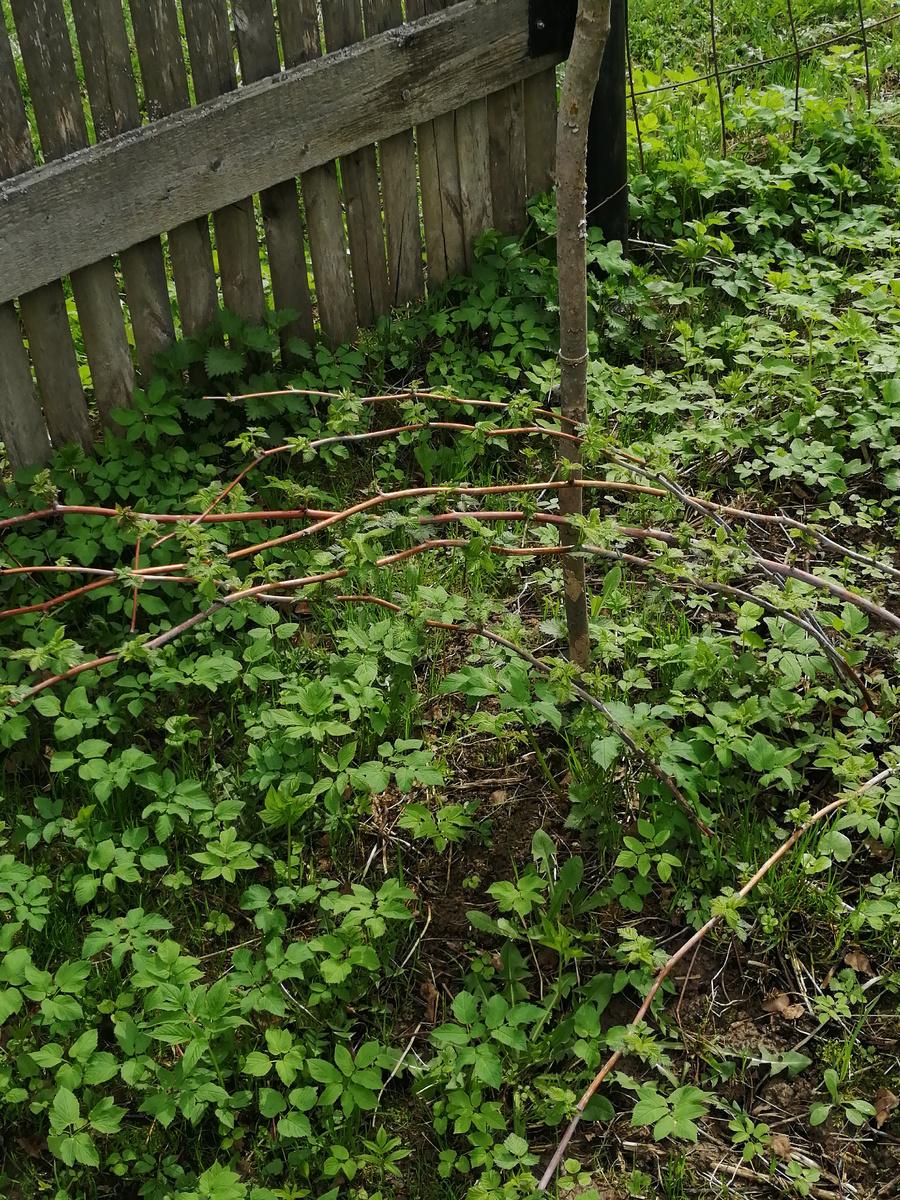 апрель 2023 года. Так, пригнутая к земле, малина зимует