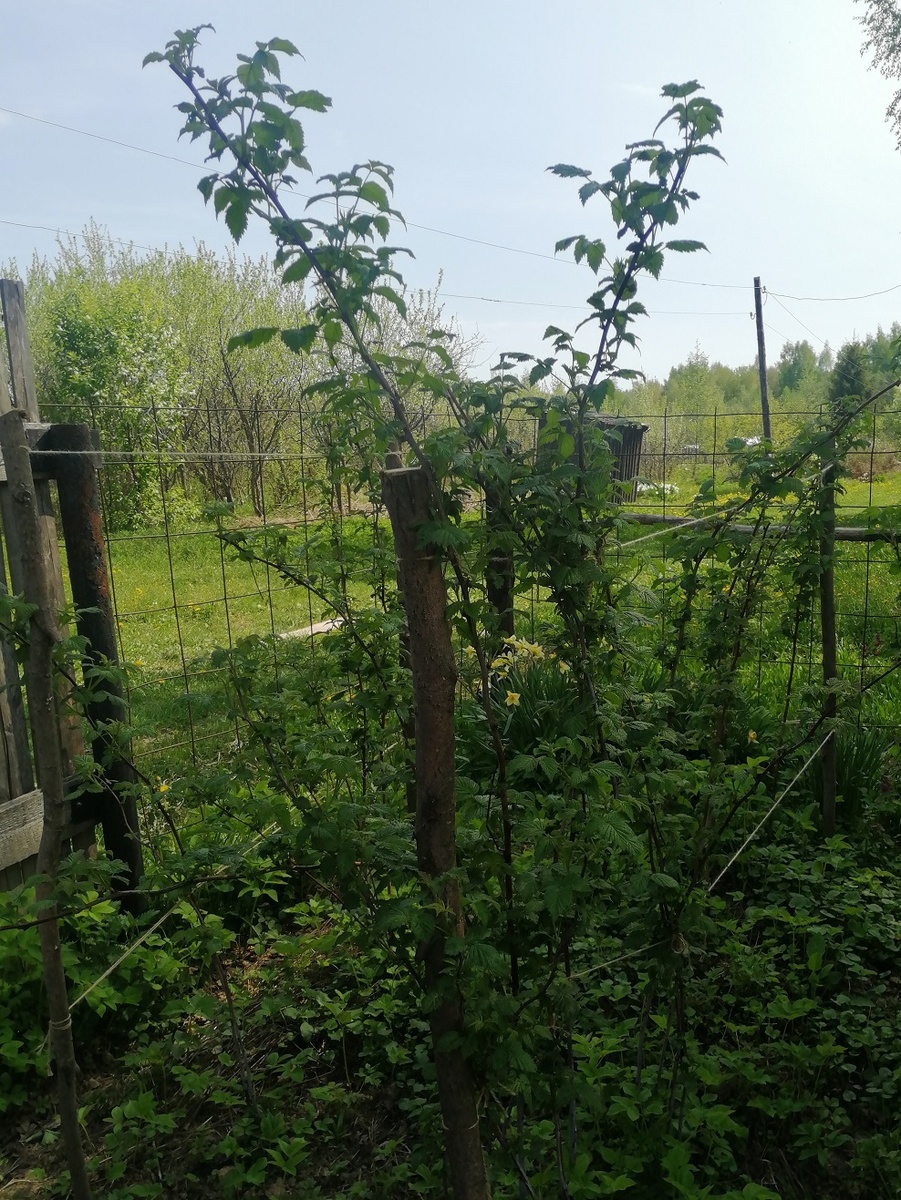 Это уже в мае. Подвязала к шпалерам