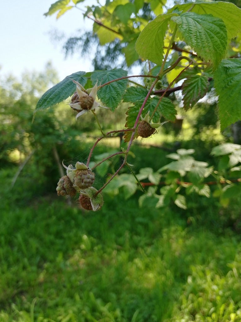 Ягодки завязались