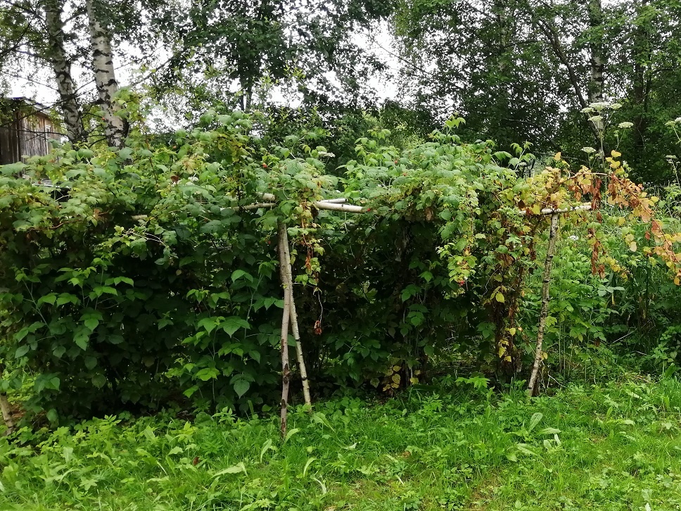 Сохнет малинка