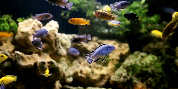 Аквариум с рыбками
