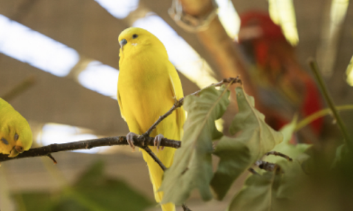 Петергофский попугай / Фотография с официального сайта государственного музея-заповедника «Петергоф»