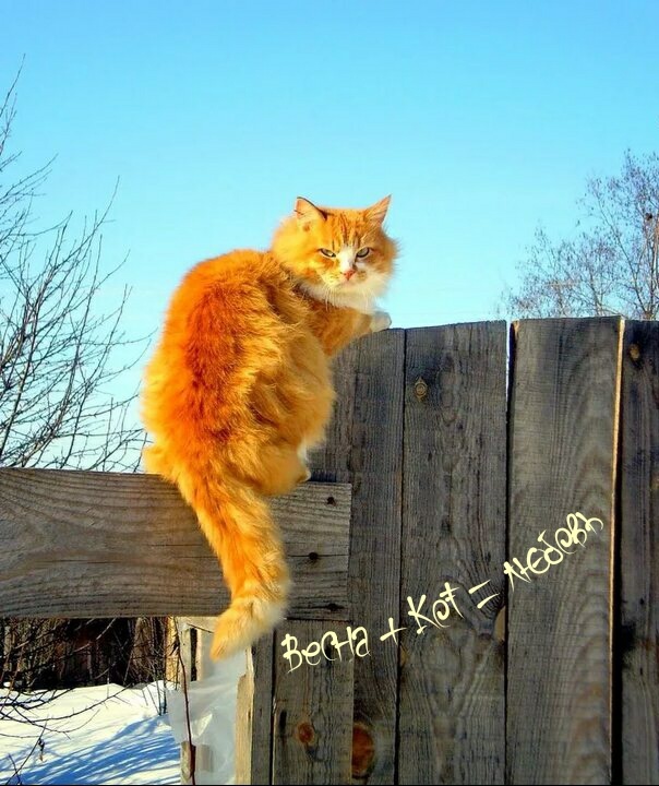 Яндекс картинки