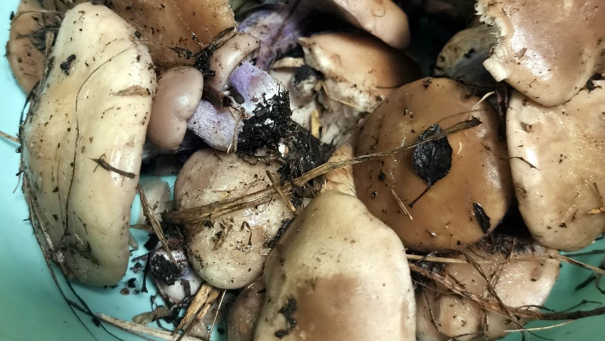  "синие ножки" (рядовка лиловоногая)