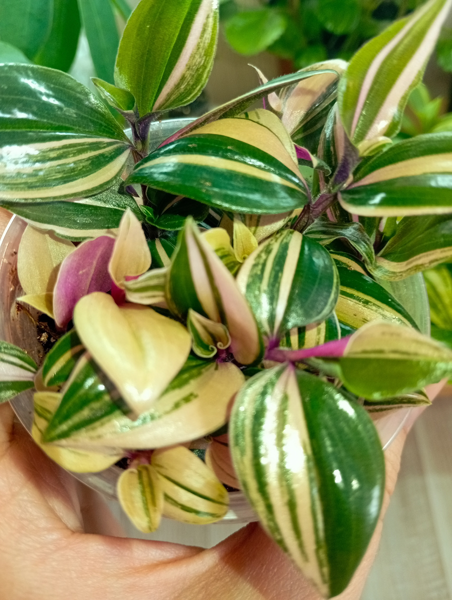 Комнатные растения по мимо тото, что  украшают наш дом, так же   создают в нем уют. Однако они могут стать уязвимыми перед болезнями и вредителями, которые способны серьёзно навредить растению.  Так как им помочь сохранить  здоровье ? 